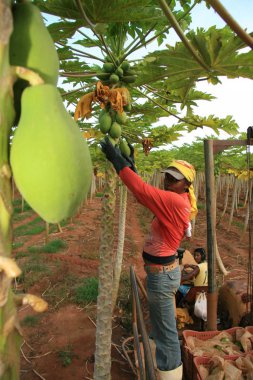 Fruit for export