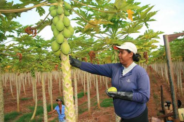 Fruit for export
