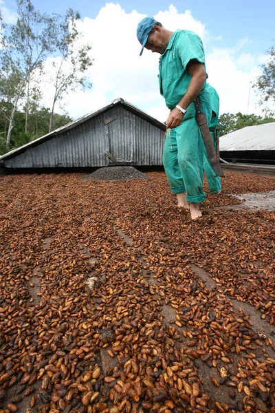 Cacaooogst in Bahia — Stockfoto