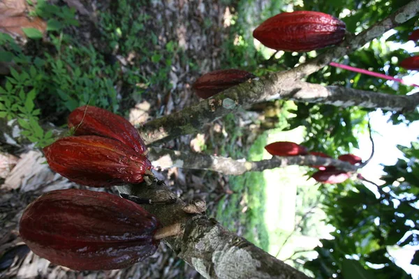 Récolte de cacao à Bahia — Photo