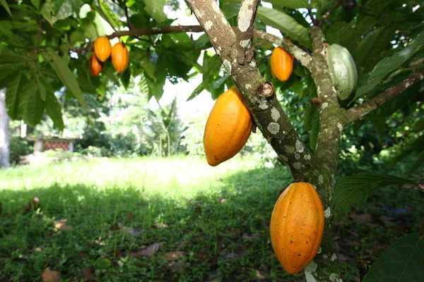 Bahia 'da Kakao Hasadı — Stok fotoğraf