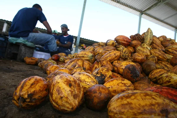 Cosecha de cacao en Bahía — Foto de Stock