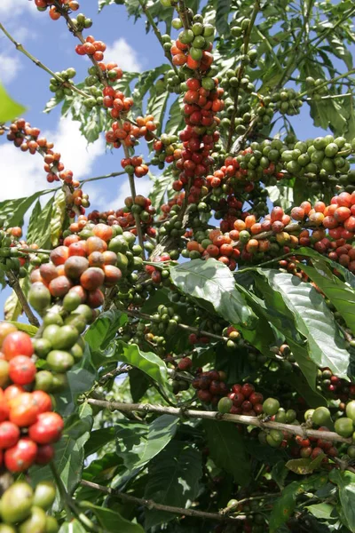 Cosecha de café en el sur de Bahía — Foto de Stock