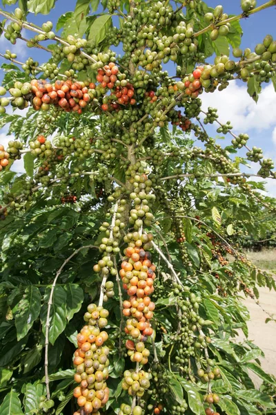 Cosecha de café en el sur de Bahía — Foto de Stock