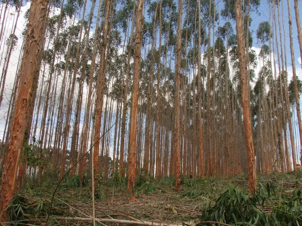 Eucalyptus plantation in southern Bahia — Stock Photo, Image