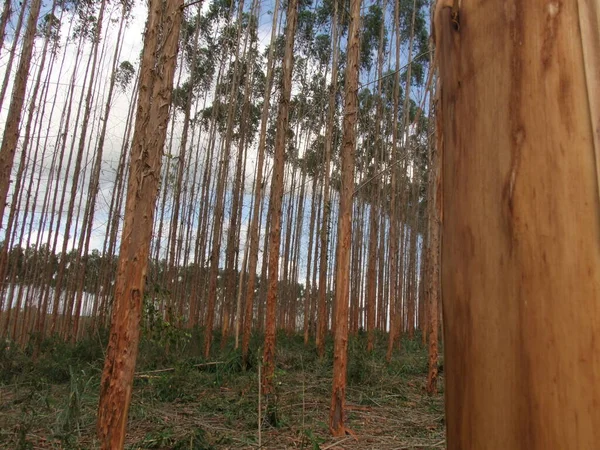 Plantacja eukaliptusa w południowej Bahii — Zdjęcie stockowe