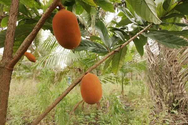 Plantação de cupuacu no sul da Bahia — Fotografia de Stock