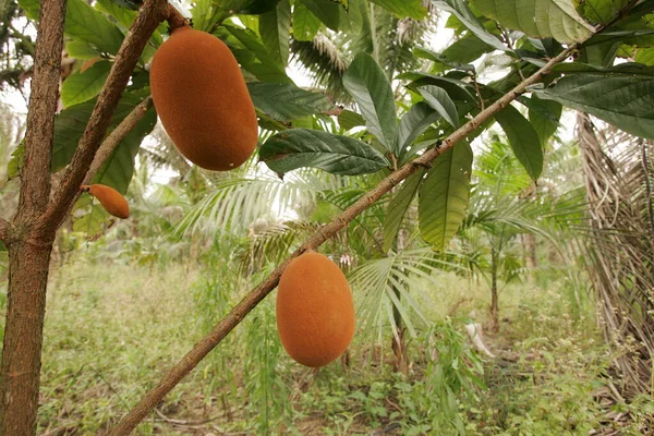 Cupuacu plantage in het zuiden van Bahia — Stockfoto