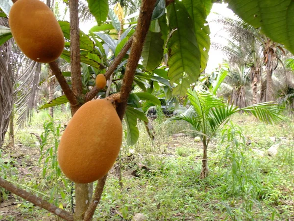 Cupuacu plantage i södra Bahia — Stockfoto