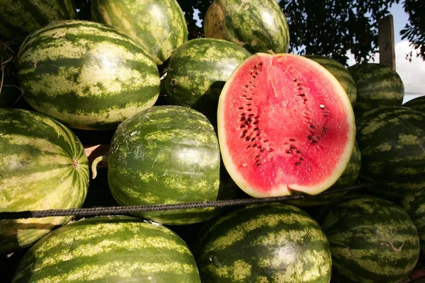 Panen semangka dan penanaman — Stok Foto
