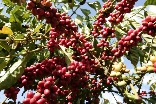 Koffieoogst in het zuiden van Bahia — Stockfoto