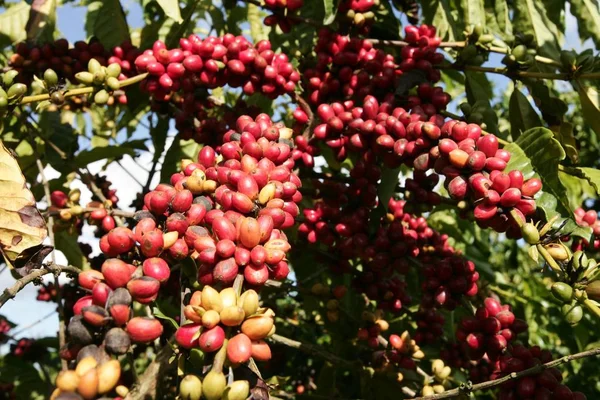 Cosecha de café en el sur de Bahía — Foto de Stock