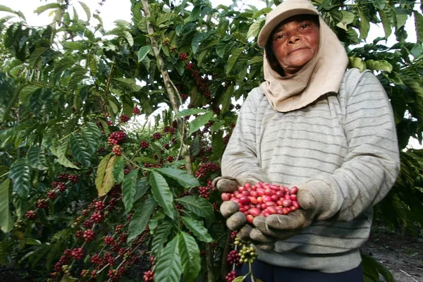 Coffee harvest in southern Bahia — Stock Photo, Image