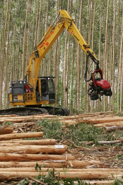 Plantação de eucaliptos no sul da Bahia — Fotografia de Stock