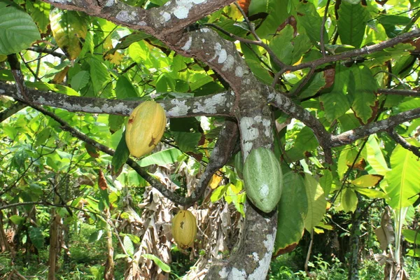 Bahia 'da Kakao Hasadı — Stok fotoğraf