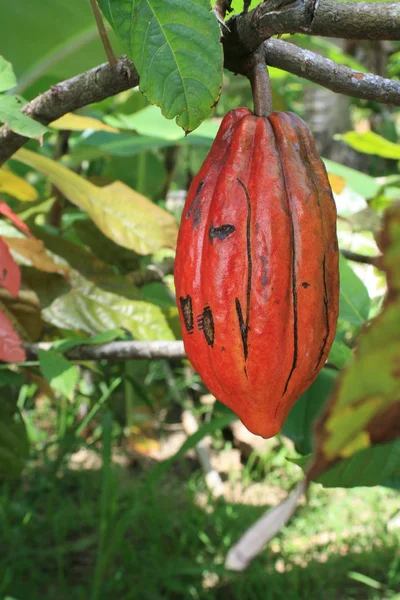 Cocoa Harvest in Bahia — Stock Photo, Image