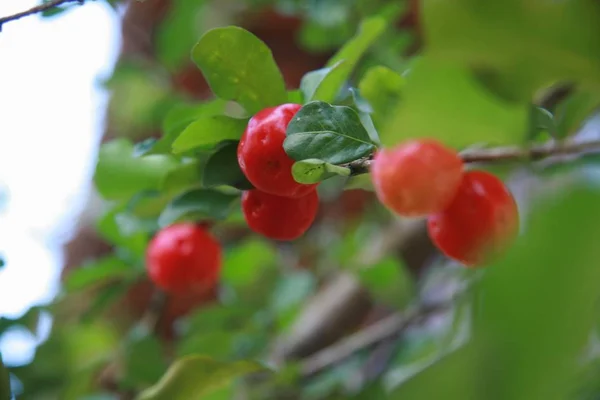 Acerola — Stok Foto