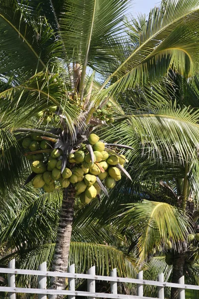 Fazenda de plantação de coco — Fotografia de Stock