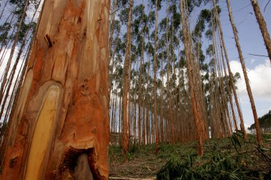 Eucalyptus plantation in southern Bahia clipart