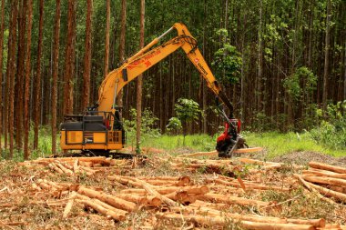 Güney Bahia 'da okaliptüs ağacı hasadı