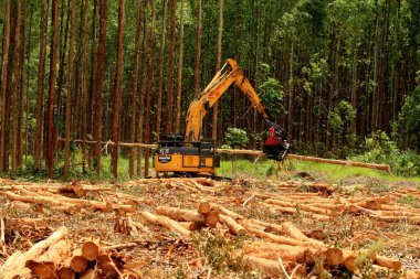 Eucalyptus wood harvest in southern Bahia clipart