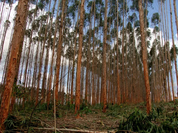 Eukaliptusz ültetvény Bahia déli részén — Stock Fotó