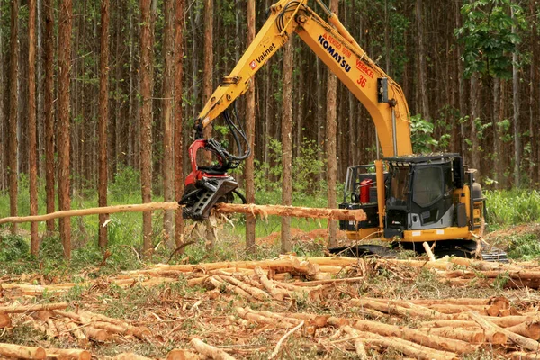 Colheita de madeira de eucalipto no sul da Bahia — Fotografia de Stock