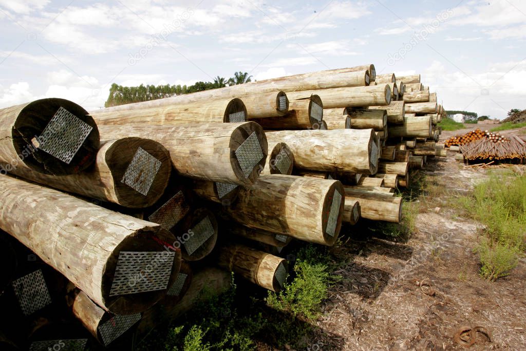 autoclave treated eucalyptus wood