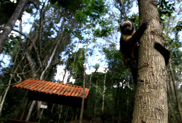 Mono clavo suelto en la naturaleza — Foto de Stock