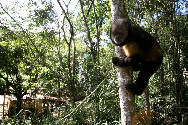 Prego macaco solto na natureza — Fotografia de Stock