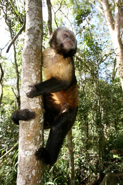 Prego macaco solto na natureza — Fotografia de Stock