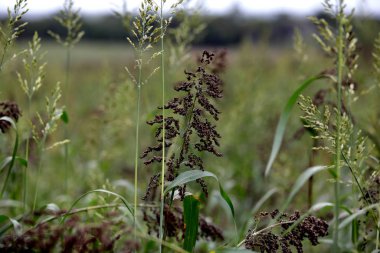 Bahia 'daki sorghum çiftliği.