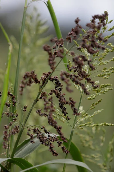 Plantação de sorgo na bahia — Fotografia de Stock