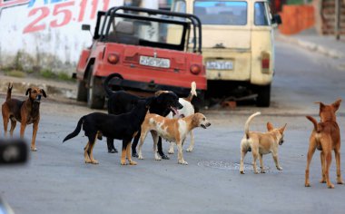 Üreme dönemindeki kaltak.