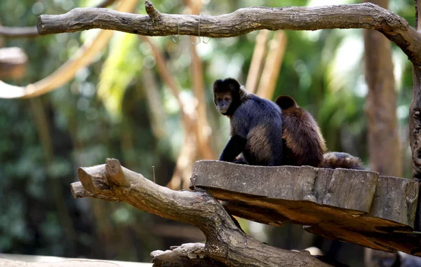 Primat i salvador zoo — Stockfoto