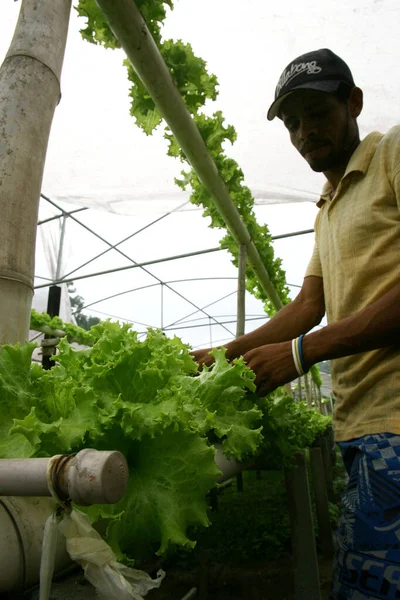 Hydroponisk sallad i ekologisk trädgård — Stockfoto