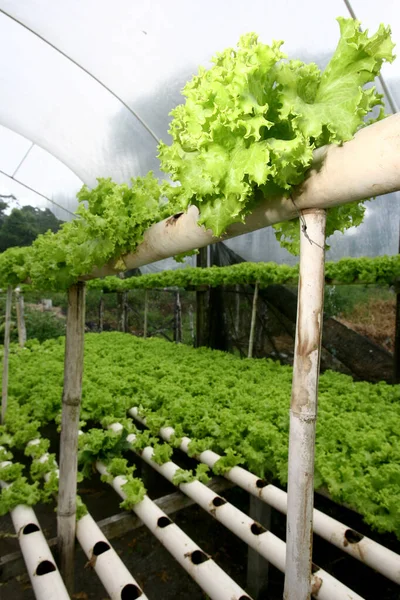 Hydroponisk sallad i ekologisk trädgård — Stockfoto