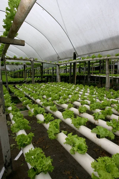 Hydroponic lettuce in organic garden — 스톡 사진