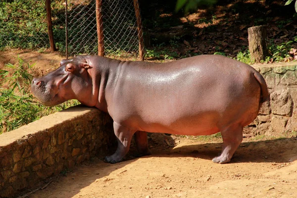 Salvador město zoo zvíře — Stock fotografie