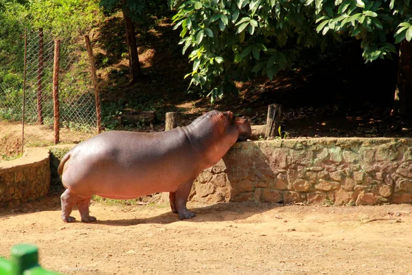 Salvador město zoo zvíře — Stock fotografie