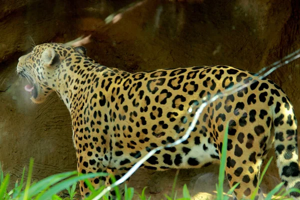 Salvador dierentuin dier — Stockfoto