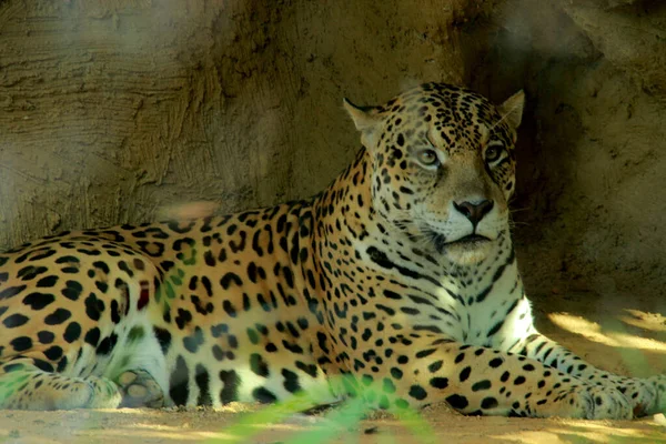 Salvador cidade zoológico animal — Fotografia de Stock