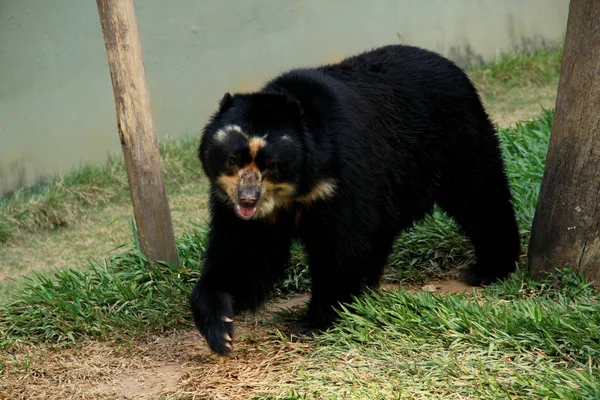 Salvador ciudad zoológico animal — Foto de Stock