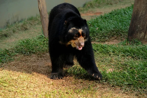 Salvador city zoo animal — Stockfoto