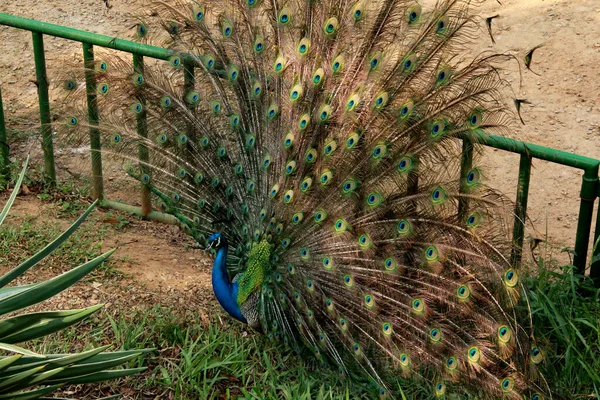 Salvador město zoo zvíře — Stock fotografie