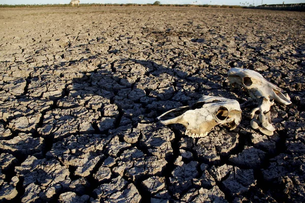 Drought in northeastern brazil — Stock Photo, Image