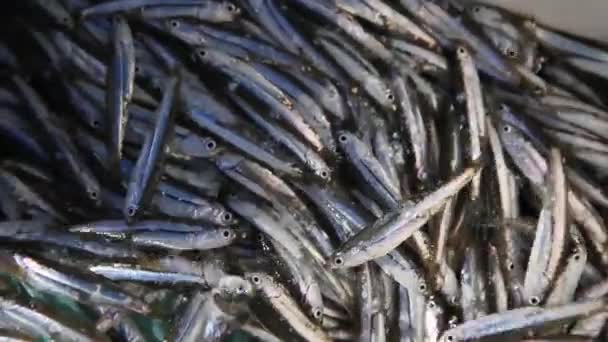 サルバドル バヒア ブラジル Dezembo 2019 魚の指はサルバドール市のFarol Barra Beachで見られます — ストック動画