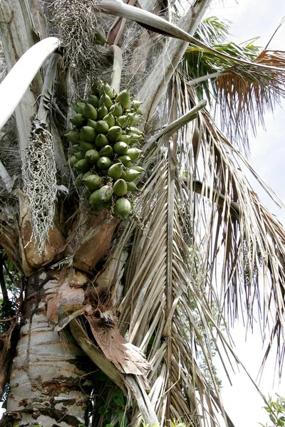 Bahia piacava palm — Stockfoto