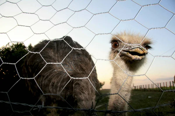 Ostrich breeding in bahia — Stock Photo, Image