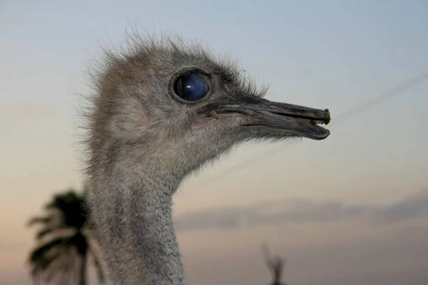 Cría de avestruz en bahia — Foto de Stock